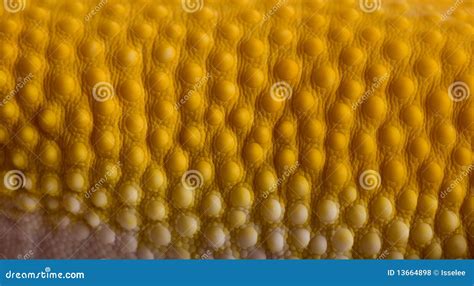 Close Up Of Sunglow Leopard Gecko Scales Stock Photo Image Of Round