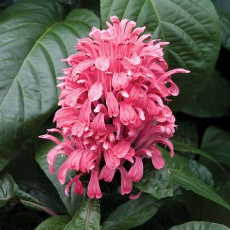 Brazilian Plume Flower ‘radiant Justicia Carnea