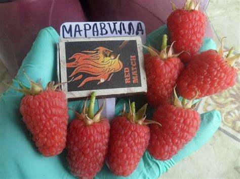 Малина Маравилла: описание сорта, фото, отзывы, секреты посадки и ухода