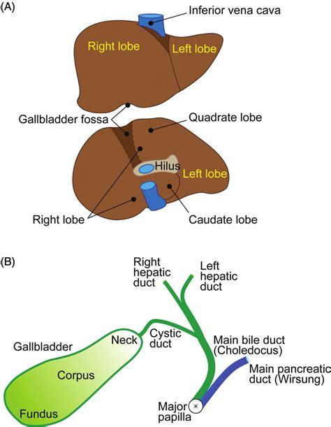 Gallbladder Definition, Function Location Human Anatomy, 45% OFF