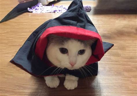 8 Best Harry Potter Cat Costumes For Your Feline Friend - Bona Fide ...