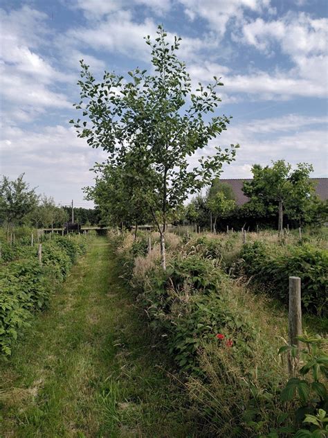 Voedselbossen In Het Vlaamse En Nederlandse Beleid Agroforestry