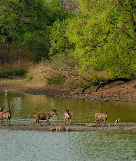 How to reach? - Corbett Info