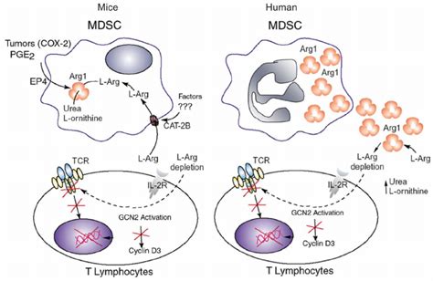 T Cell Dysfunction Induced By Arginase I Download Scientific Diagram