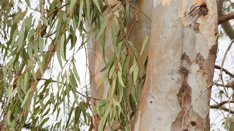 Blaue Eukalyptus Eucalyptus globulus Ein großgewachsener Baum mit