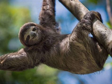 Bicho preguiça conheça esse lindo animal e descubra algumas curiosidades