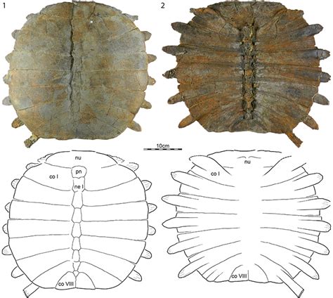 A New Species Of Trionychid Figures