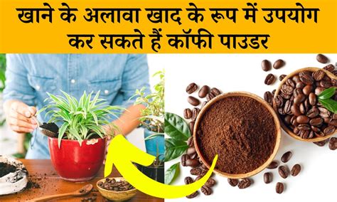 पेड़ पौधों के लिए खाद का काम करता है कॉफी पाउडर How To Use Coffee