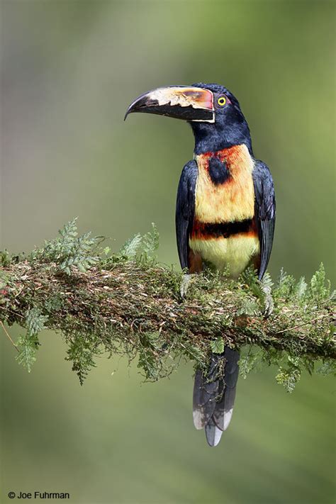 Collared Aracari Joe Fuhrman Photography