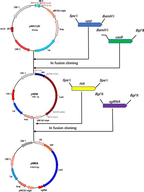 The Construction Procedure Of The Knockout Plasmid Pwha Download