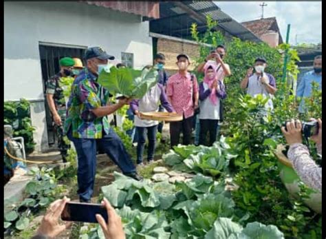 Dinas Pertanian Dan Pangan Panen Raya Sayur Langkah Dinas Pertanian