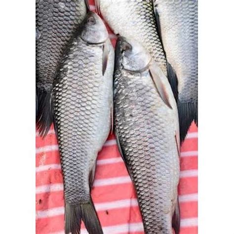 Seer Fish, For Restaurant And Household at Rs 100/kilogram in Mumbai ...