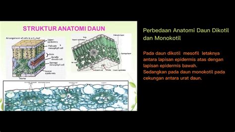 Detail Gambar Anatomi Daun Dikotil Dan Monokotil Koleksi Nomer 42