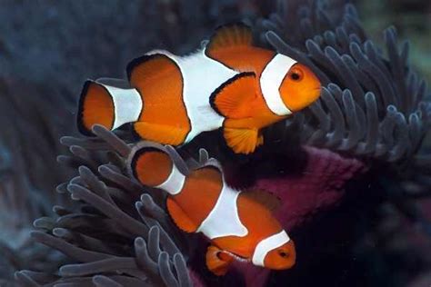 Ocellaris Clownfish Care Size Lifespan Types And More