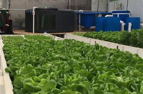 Aquaponics Farming: Tailored for Africa's Agricultural Future