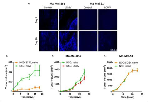 | CCL5 induces NK cell mediated cytotoxicity. (A) NOD/SCID mice were... | Download Scientific ...