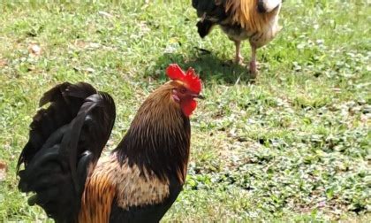 Il Gallo Alza La Cresta E Aggredisce Un Bambino Tutti I Ruspanti Del