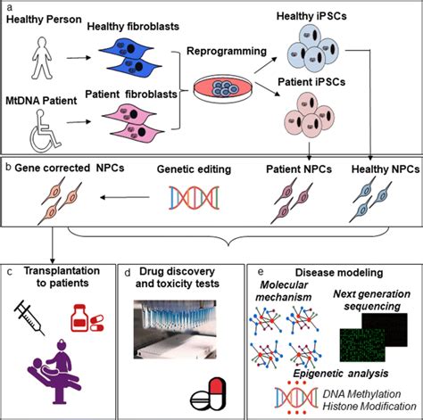 Schematic Illustration Of The Use Of Ipsc Derived Npcs In Relation To