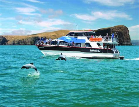 Croisi Re Nature De Heures Dans Le Port D Akaroa Getyourguide