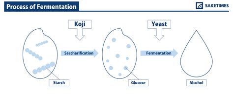 SAKETIMESinfographic_process-of-fermentation - SAKETIMES - Your Sake Source