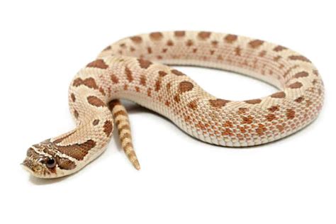 Hognose Snake Morphs: Discover The 25+ Types - A-Z Animals