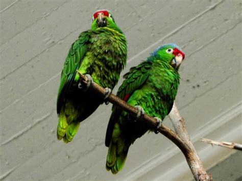 Pair Of Green Parrots Free Stock Photo Public Domain Pictures