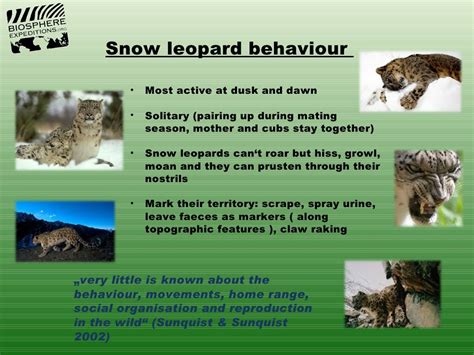 Snow leopard behaviour • Most