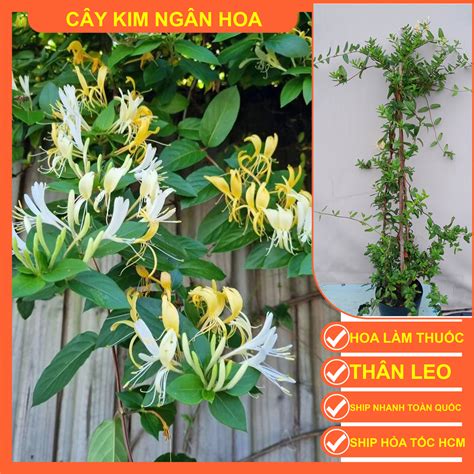 CÂY KIM NGÂN HOA - Trung Tâm Cây Giống Sài Gòn