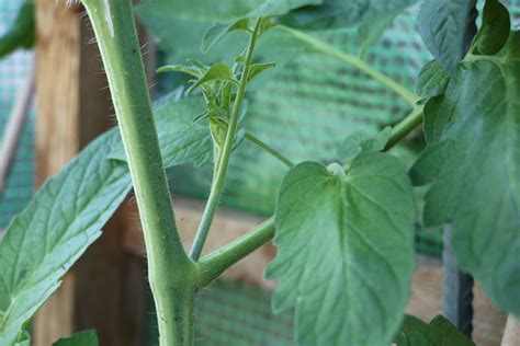 Tomaten Ausgeizen Ja Oder Nein Ab Wann Bebilderte Anleitung