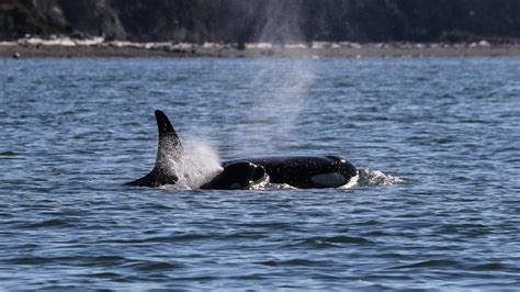 Photos: resident orca pods return to Puget Sound | KVAL