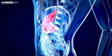 Anatomy And Physiology Of Stomach Definition Function Structure