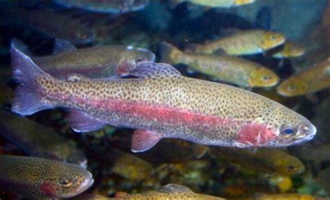 Rainbow Trout | Wild Trout Trust