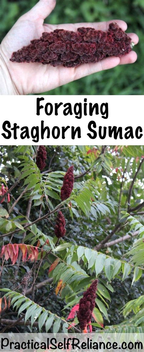 Foraging And Using Staghorn Sumac Edible Wild Plants Wild Food