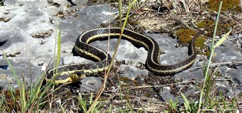 Ncc Snakes Of Ontario