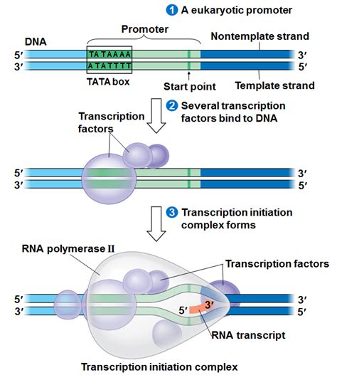 Transcription Initiation Rna