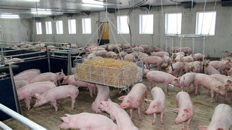 In neuem Stall mehr Komfort für Schweine