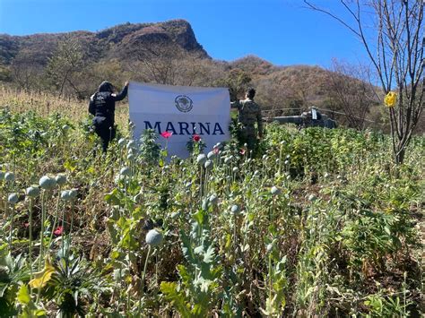 Destruyen plantíos de mariguana en la sierra de Sinaloa municipio