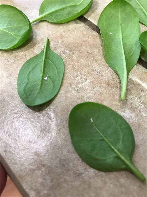 Pnw White Pill Like Eggs On Spinach R Whatsthisbug