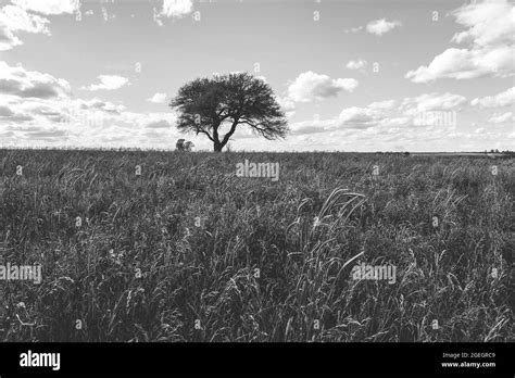 Calden, Prosopis Caldenia in Pampas landscape, typical tree of the ...