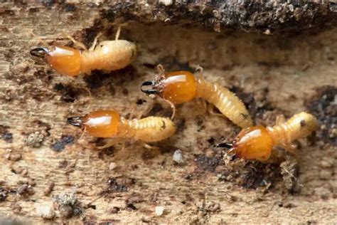 Why Do Ants And Termites Fight? (Explained)