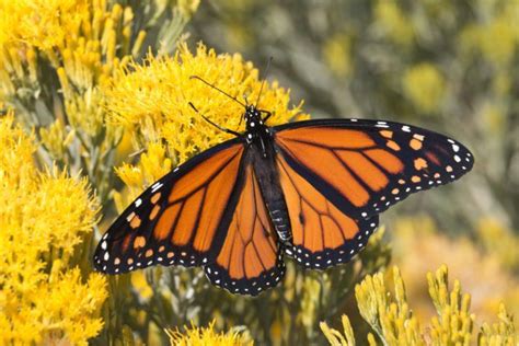 Thousands Of Monarch Butterflies Are Headed Straight For Colorado This Spring Monarch