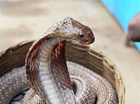 Comment les serpents ont il survécu à l astéroïde qui a causé l