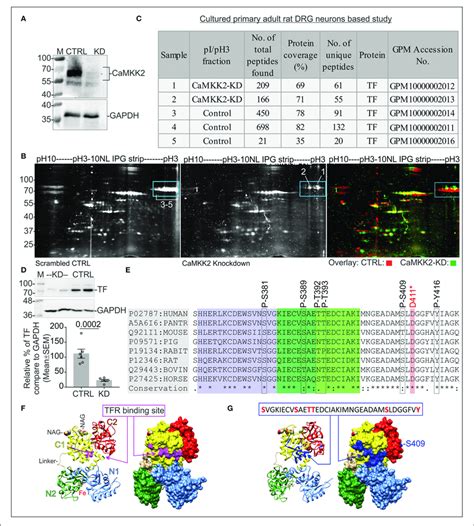 Protein Profiling In CaMKK2 KD Cultured Adult Primary Rat DRG