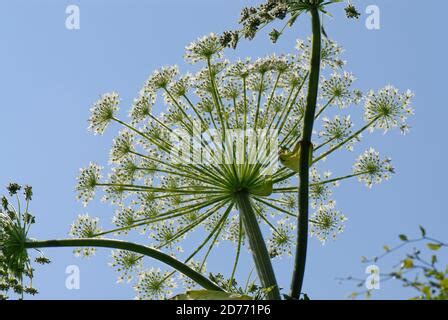 Giant Hogweed Heracleum Mantegazzianum A Tall Invasive Flowering