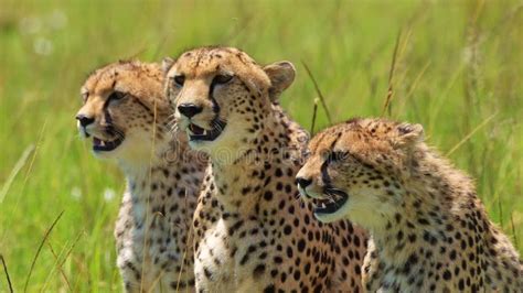 Group Of Cheetahs Together Breathing Heavily On Luscious African Plain