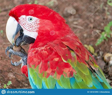 Scarlet Macaw Parrot The Largest Parrots In The World Stock Image