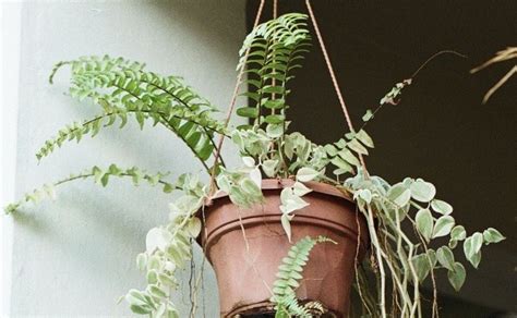 Guía para elegir las plantas adecuadas para tus macetas colgantes