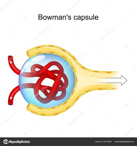 Bowman's Capsule Structure Renal Corpuscle Performs Filtration Blood Form Urine Stock Vector ...