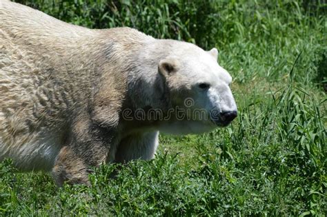 Curious Polar Bear Grass Stock Photos Free And Royalty Free Stock