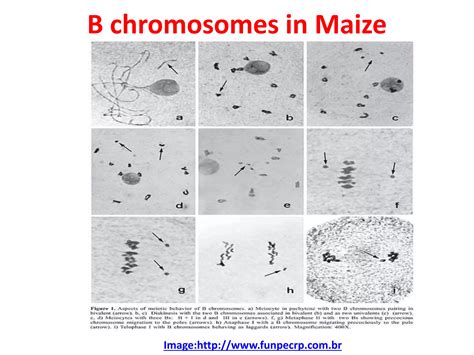 Special Types Of Chromosomes Smg Ppt